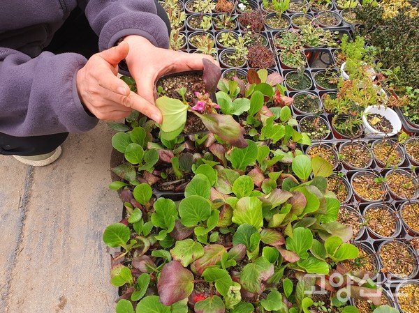 '시베리아 바위취(설화)'의 분홍색 꽃은 몇 년 돼야 꽃을 피운다.