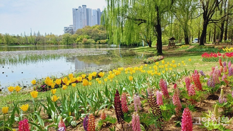 수변 녹지와 어우러진 아름다운 꽃들. 
