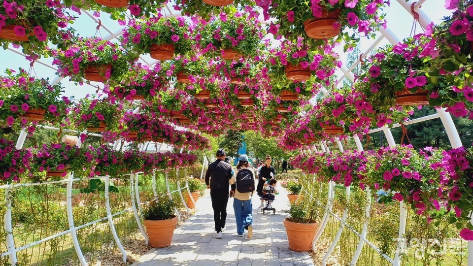 장미원으로 향하는 꽃터널. 