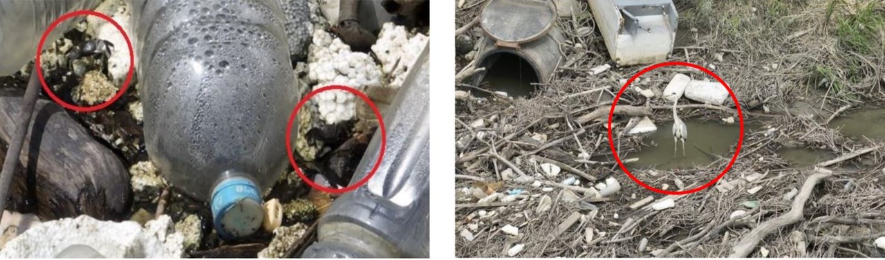 지뢰폭발사고 이후 환경정화활동이 중단되면서 장항습지는 황폐화됐다. 이런 환경에서 서식하고 있는 말똥게와 왜가리. [사진제공 = 손동숙 시의원]