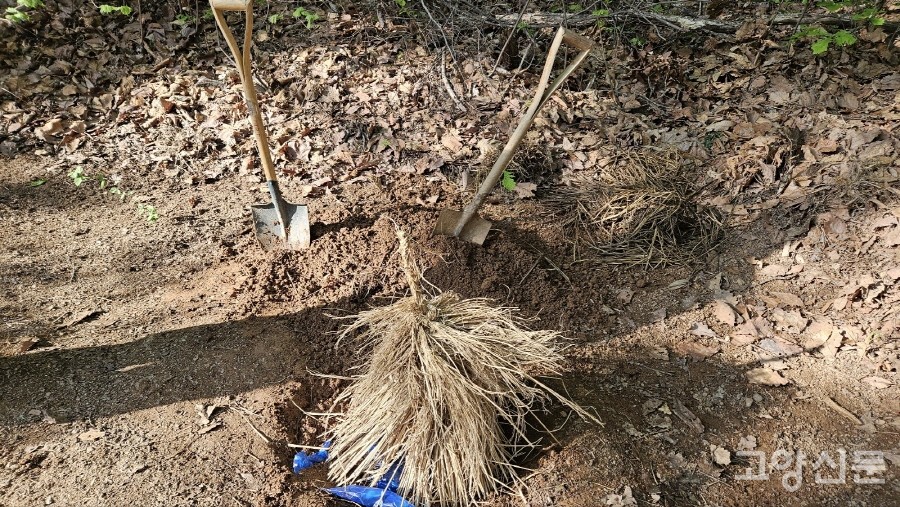 조라술을 빚은 항아리는 산제사터 한쪽에 잘 묻어두고 짚으로 만든 덮개를 덮어둔다. [사진제공=진밭마을]