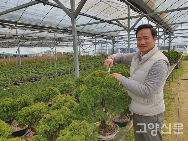 고남용 대표가 피톤치드 향기가 나는 수출용 '진백나무'를 손질했다.
