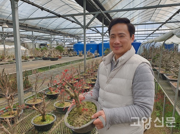 수출용 '단풍나무(출성성 품종)'는 새순이 나올 때 빨간 잎이다가 초록색으로 자란 후 가을에 다시 붉게 물이 든다. 유럽에서 인기다.