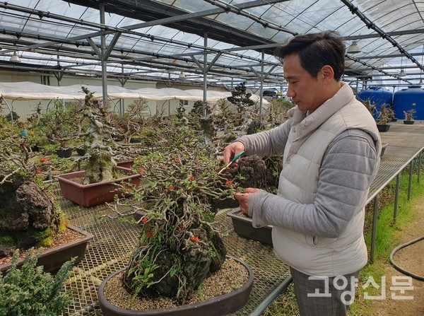 '장수매석부작'은 장수매와 화산석이 어우러져서 작은 자연을 옮겨온 듯한 모습이다. 고 대표는 "주황색 꽃망울을 터트리면 에너지가 많이 필요해서 물 관리가 중요하다"고 한다.