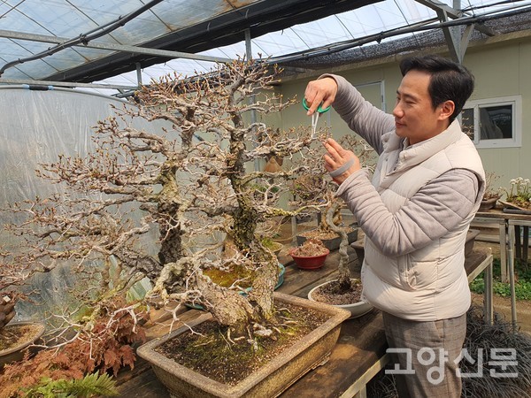 '황피느릅나무'는 몸통가지가 거북이 등껍질처럼 생겼고, 분재 소재로 가치를 받고 있다.