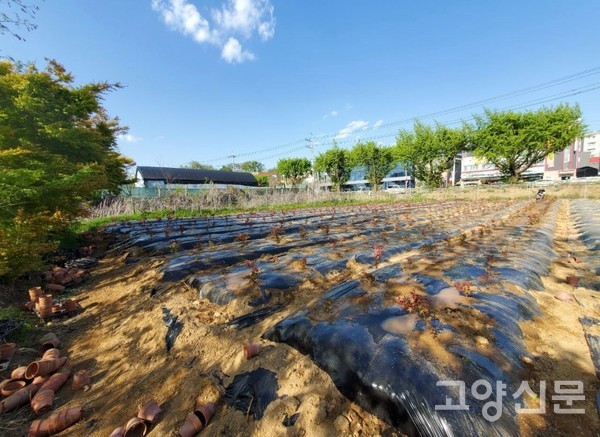 고남용 대표가 650평 면적에서 분재 소재들을 키우고 있다.