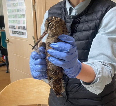 지인에게 구조돼 연구실로 옮겨 온 멧도요. '멧돌이'라는 이름을 붙여주고 치료와 돌봄을 시작했다. [사진제공=에코코리아]