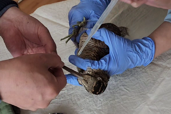 멧돌이 먹이 주기. [사진제공=에코코리아]