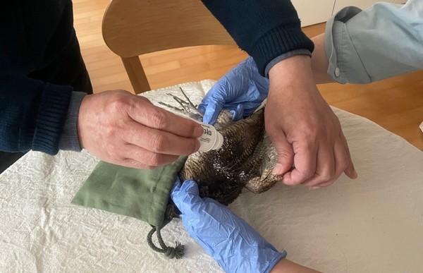 멧돌이의 외상 치료. [사진제공=에코코리아]