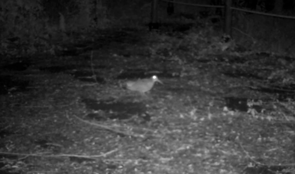 장항습지에 설치한 센서카메라에 포착된 멧도요의 모습. [사진제공=에코코리아]