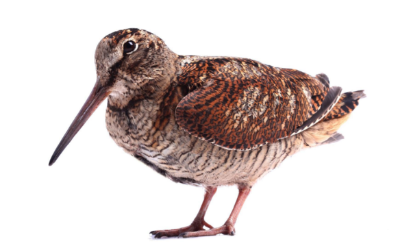 경계와 은신의 탁월한 능력자인 멧도요. [사진출처=두산백과]