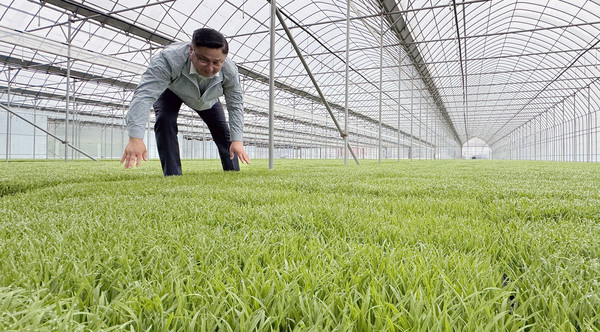 육묘장에서 모가 잘자라고 있는지 세심히 관찰을 하는 우상훈 조합장.