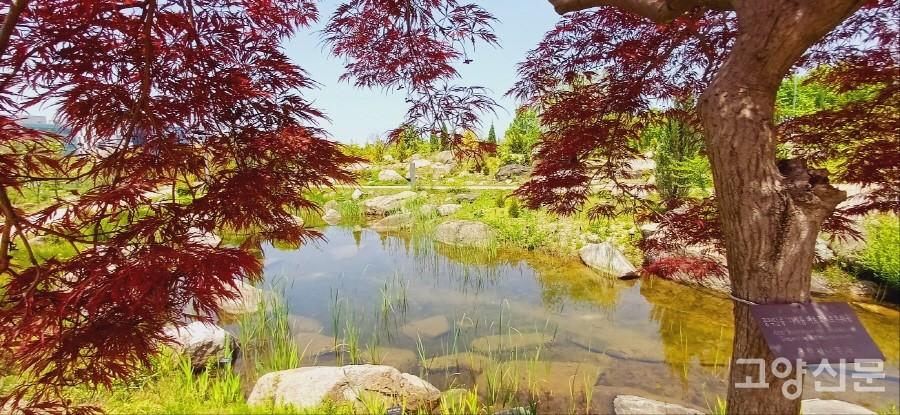 서울식물원 주제원 습지. 