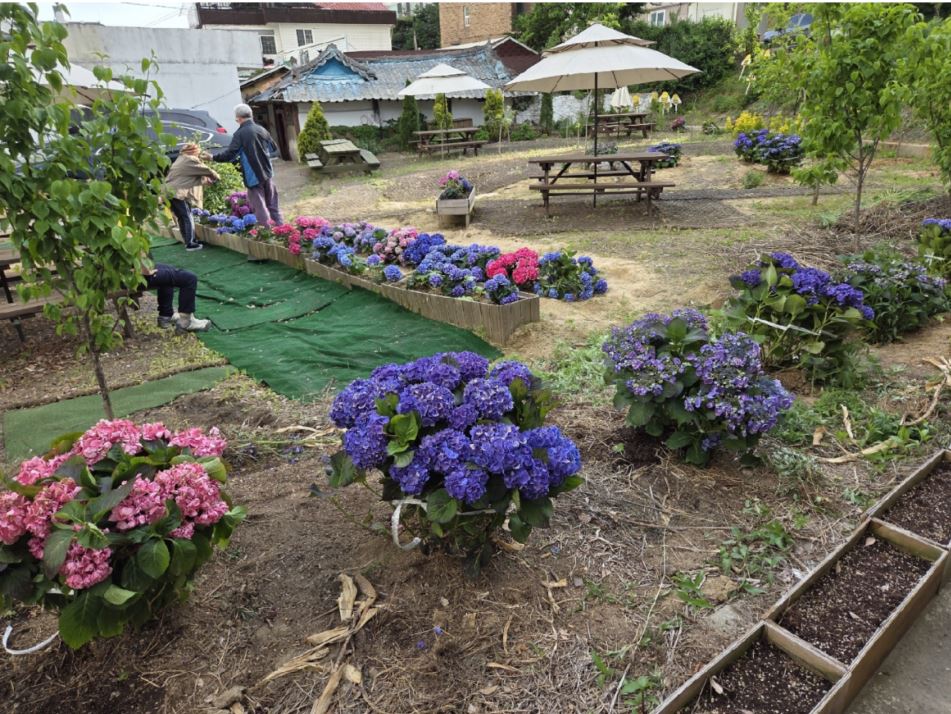 고양국제꽃박람회에서 전시됐던 수국이 일산2동 산들마을 5단지 '와야지정원'으로 옮겨 심어졌다. [사진제공 = 이택수 의원]