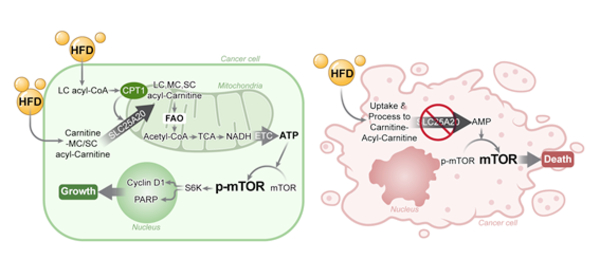  SLC25A20 유전자 발현 억제를 통해 지방산 산화(FAO)를 차단하면 고지방 식이(HFD)에 의해 종양 촉진 효과가 억제되는 기전 요약도. [이미지제공 = 국립암센터]
