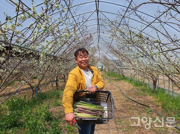 최운호 대표가 아스파라거스 그린과 퍼플을 수확해 바구니에 담고 있다.
