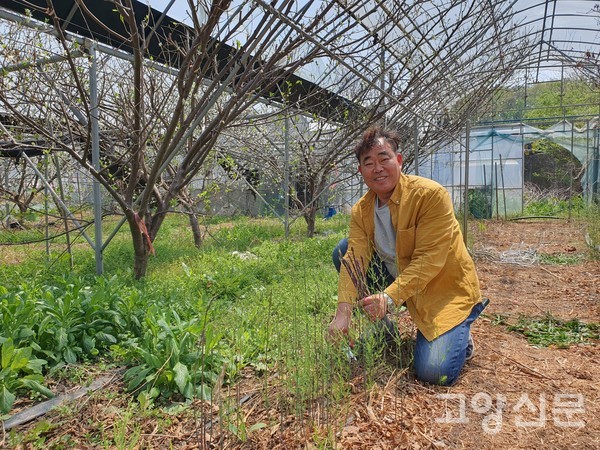 아스파라거스는 땅에서 올라오는 길고 곧게 뻗은 녹색줄기로, 끝부분은 부드러운 꽃봉오리 형태다.