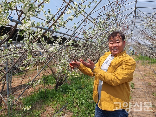 최운호 대표가 프룬의 마른가지를 잘라주고 있다.