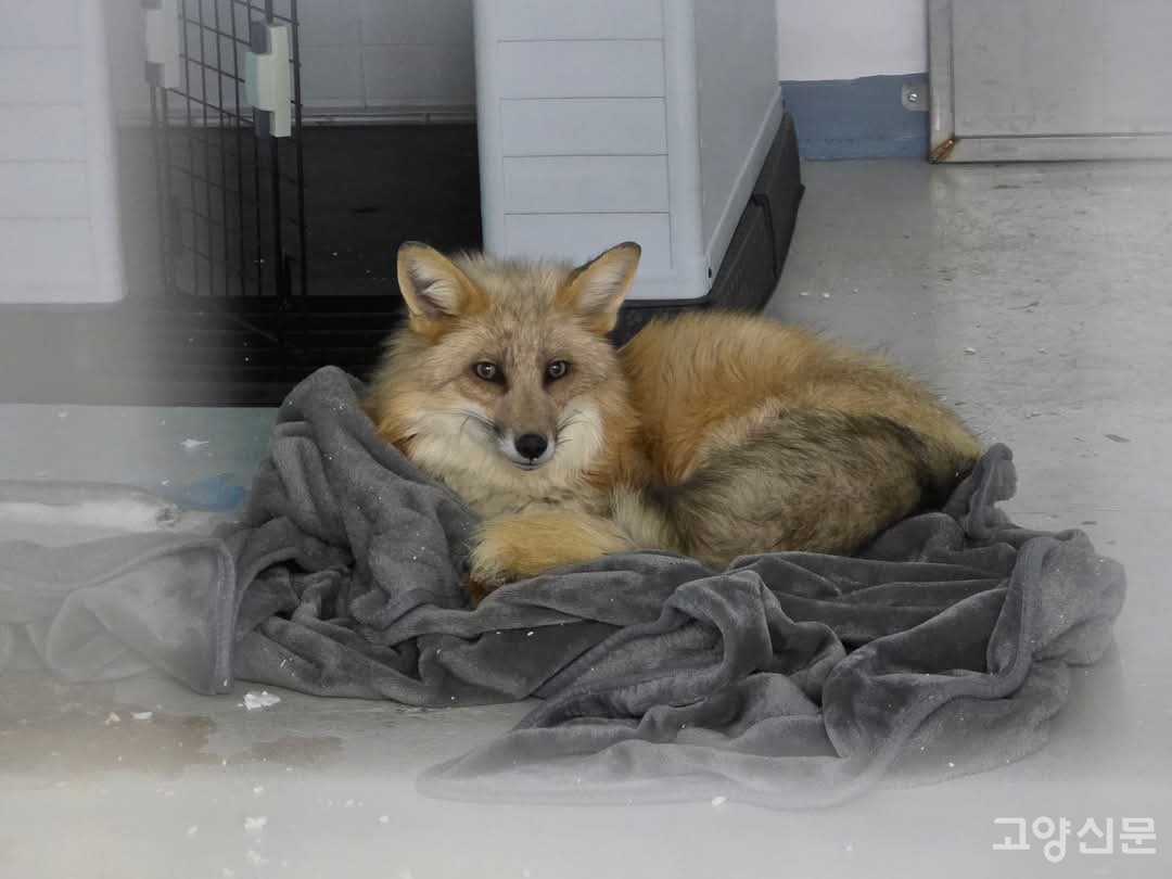 지난달 지축동에서 발견돼 화제가 된 여우가 지난 4월 24일 인근 원당동 한양CC 골프장에서 구조돼 최근 국립생태원 유기외래야생동물 보호시설로 무사히 인계됐다. 