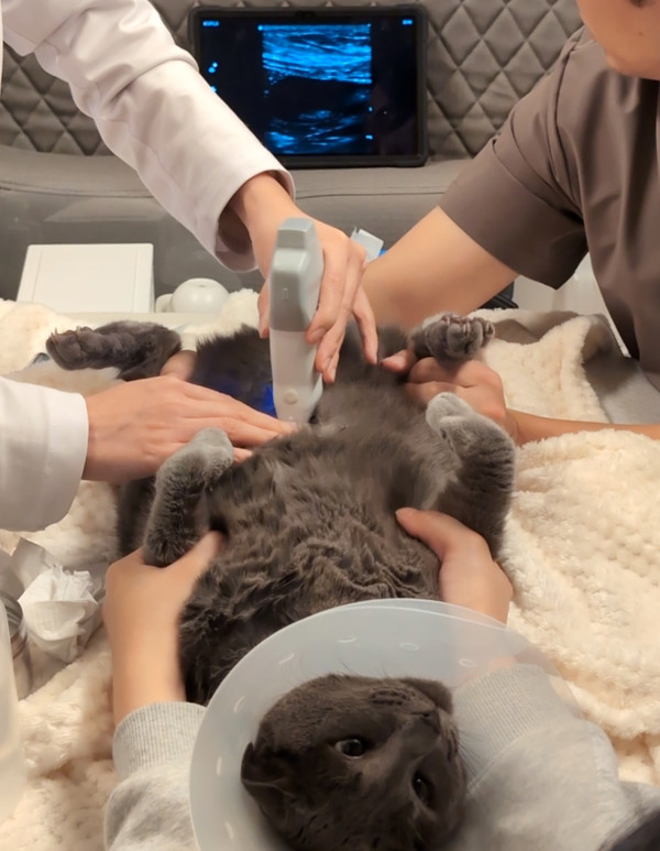 펫팅 이동검진차량 안에서 고양이 건강검진을 진행하고 있다.