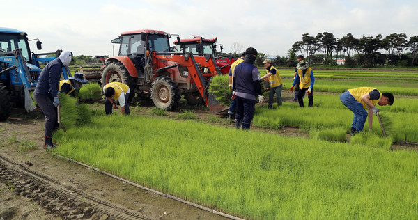 참여자들이 모판을 트랙터에 싣고 있다.