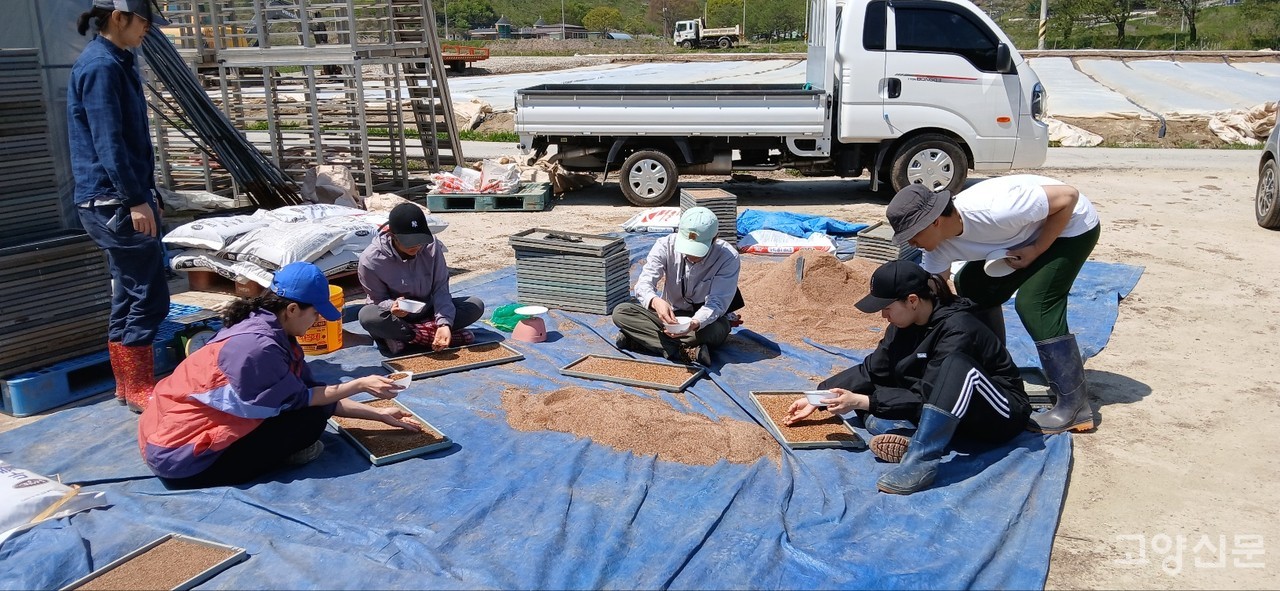 모판 만들기 작업풍경
