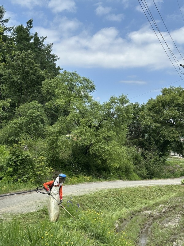 논비탈에 예초기를 돌리는 모습