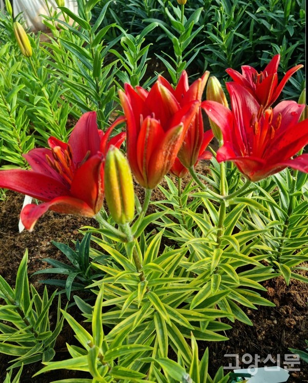 작년 6월의 '나리꽃 무늬종'. 잎사귀에 노란색 무늬가 있고, 빨간색 꽃도 피워냈다.