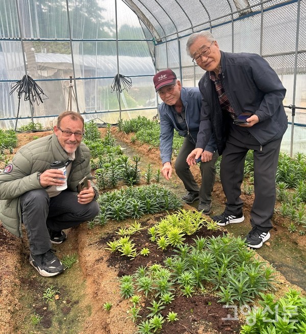 (왼쪽부터)네덜란드 식물업체 샌더 반 블리트씨, 진광산 대표, 황의도 대표(수입업체)가 '나리꽃 무늬종'을 살펴보고 있다.