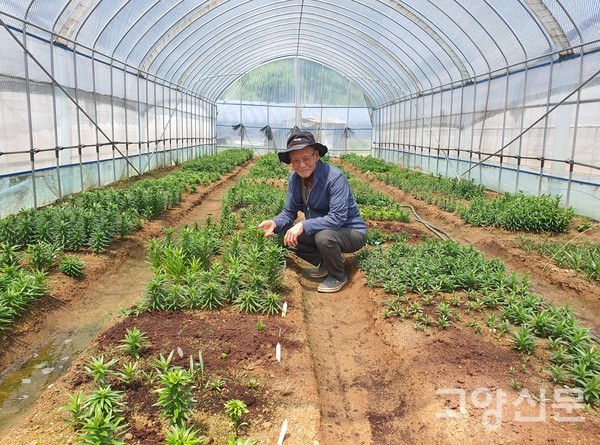 강원도농업기술원이 조직배양한 구근 '바이러스 프리' 여섯 품종이 육종포장에서 자라고 있다.