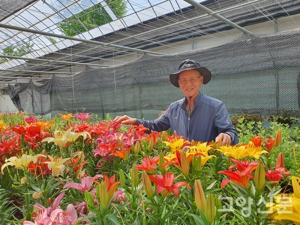 특성 조사 위한 분화재배용 나리꽃이 온실에서 자라고 있다.