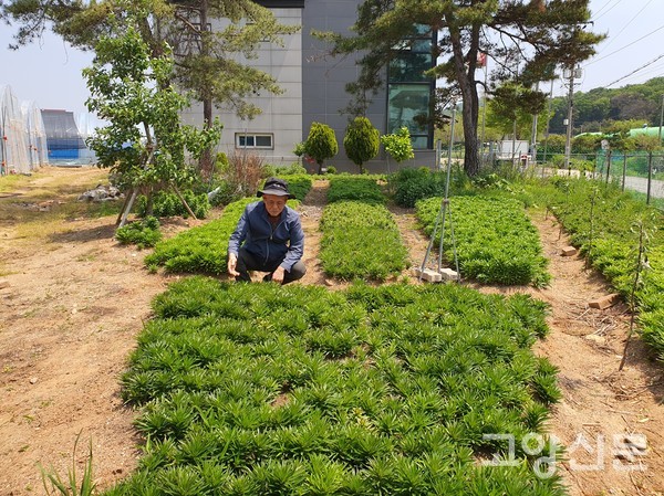 육종한 나리꽃들이 노지에서 6월 초 꽃 피우기 위해 꽃망울들을 머금고 있다.