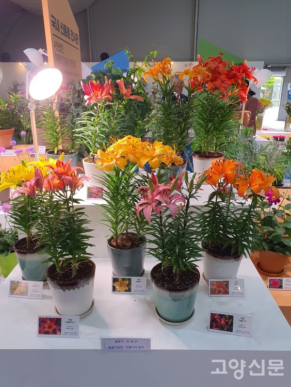 올해 고양국제꽃박람회에서 '화훼민간육종가협의회' 일원으로 신품종 전시에 '나리꽃'을 전시했다.