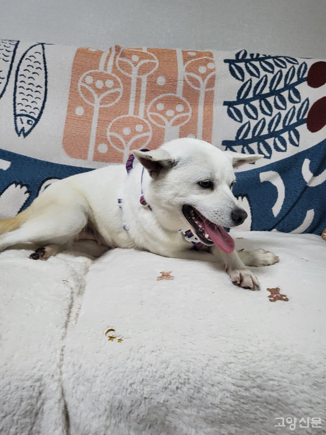 이번 행사를 통해 새롭게 입양된 순이. [사진제공= 고양시 동물보호센터]