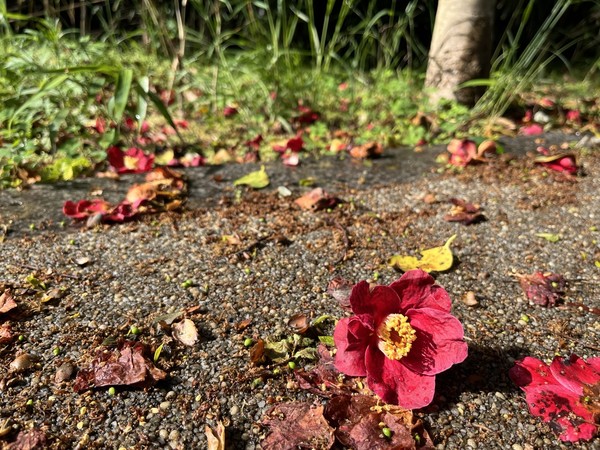 산책로를 걷다 만난 풍경. 동백꽃이 꽃송이째 툭, 떨어져 있다. 