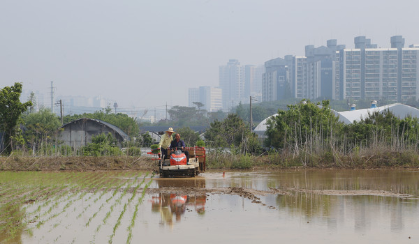 도농복합도시 고양시는 생산자와 소비자가 공존한다. 화정동 아파트를 뒤로하고 이앙기를 탄 장순복 조합장.