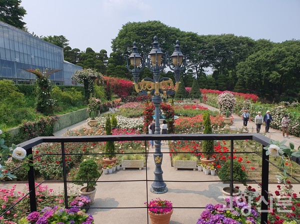 세종시 '베어트리파크 수목원'의 아름다운 장미정원