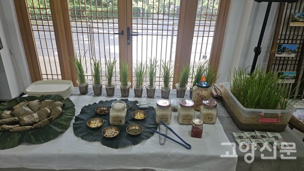 신품종 가와지쌀 볍씨로 파종한 모를 심어놓은 모습