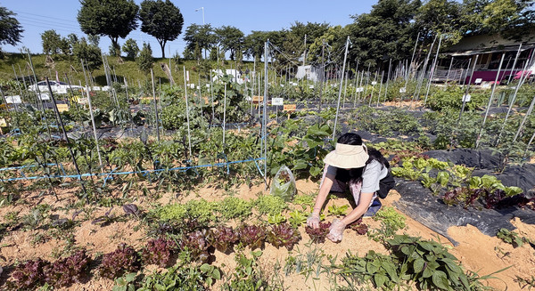 늘푸른 주말농장의 한 분양자가 상추를 따고 있다. 비닐 멀칭을 안하고 풀과 함께 친환경적으로 운영한다.