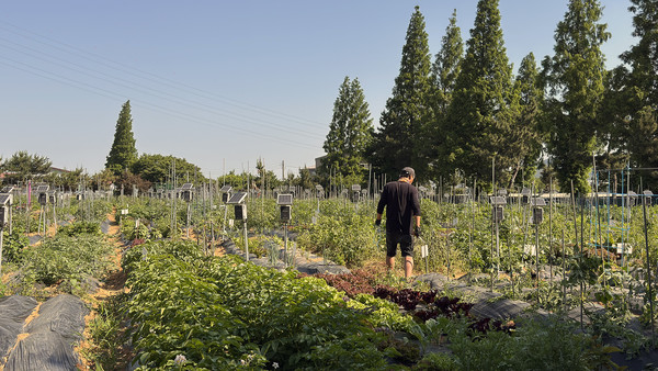 윤현철 대표가 분양자들의 텃밭을 꼼꼼하게 둘러보고 있다.