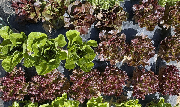 각종 채소가 싱싱하게 자라고 있다.