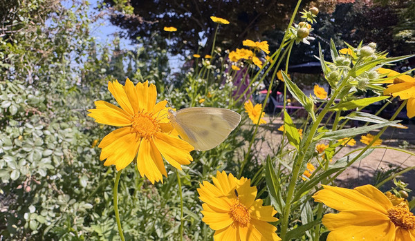 나비와 꽃도 늘푸른 주말농장의 가족이다.