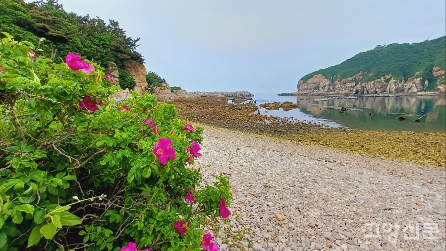 섬 곳곳에서 여행객들을 화사하게 반겨준 해당화. 