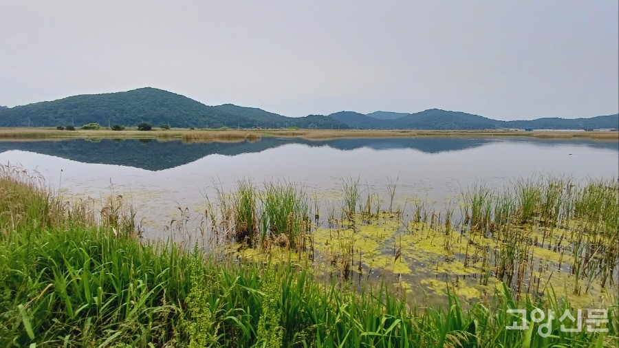 장다리물떼새와 뒷부리장다리물떼새, 검은머리물떼새를 한꺼번에 만난 화동습지의 평화로운 아침 풍경.