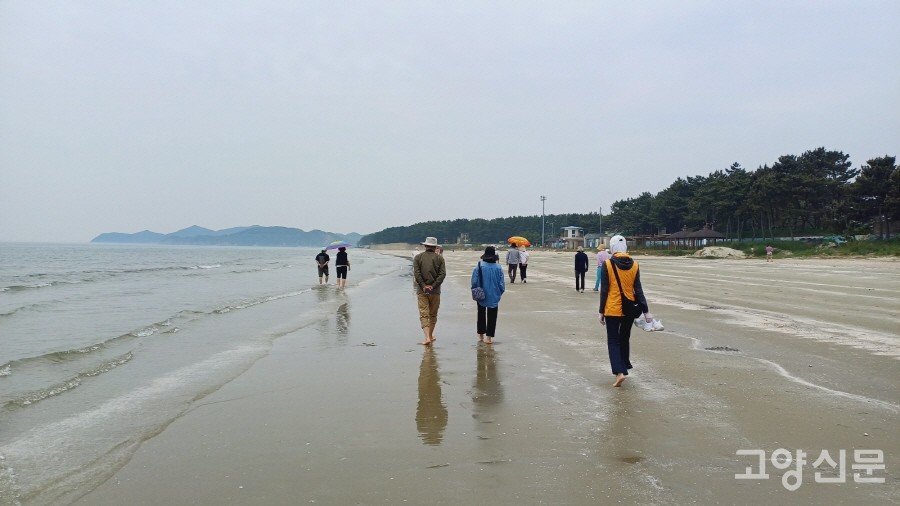 곱고 단단한 사곶해안을 맨발로 걷고 있는 참가자들. 