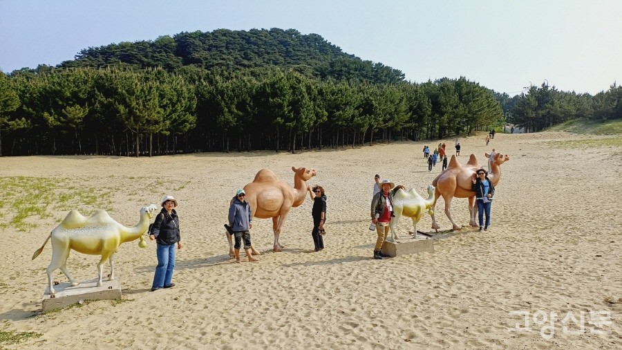 모래바람이 만들어놓은 섬속의 사막 옥죽동 해안사구. 