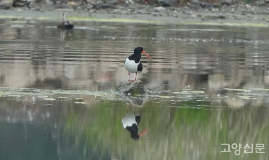 주황색 주둥이가 인상적인 검은머리물떼새. [사진=박경만]