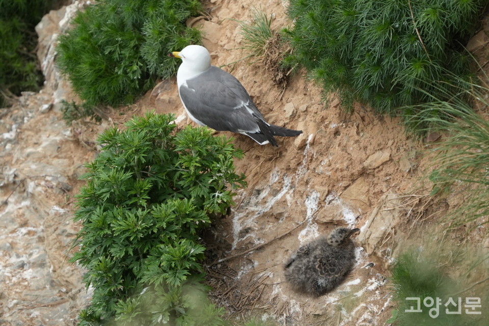 바위절벽 둥지에서 솜털 보송보송한 새끼를 돌보는 괭이갈매기. [사진=박경만]