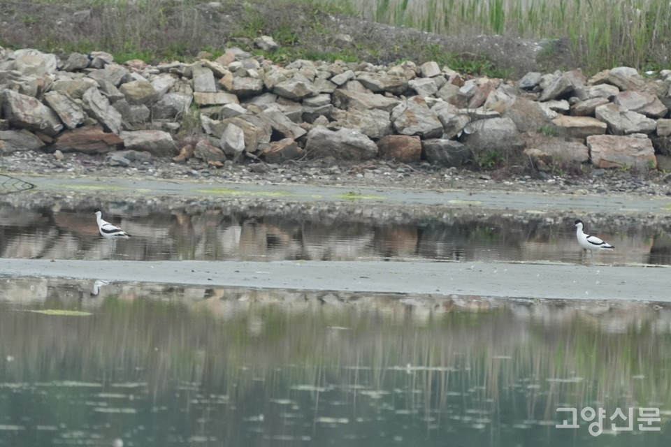 화동습지에서 만난 뒷부리장다리물떼새 두 마리. [사진=박경만]