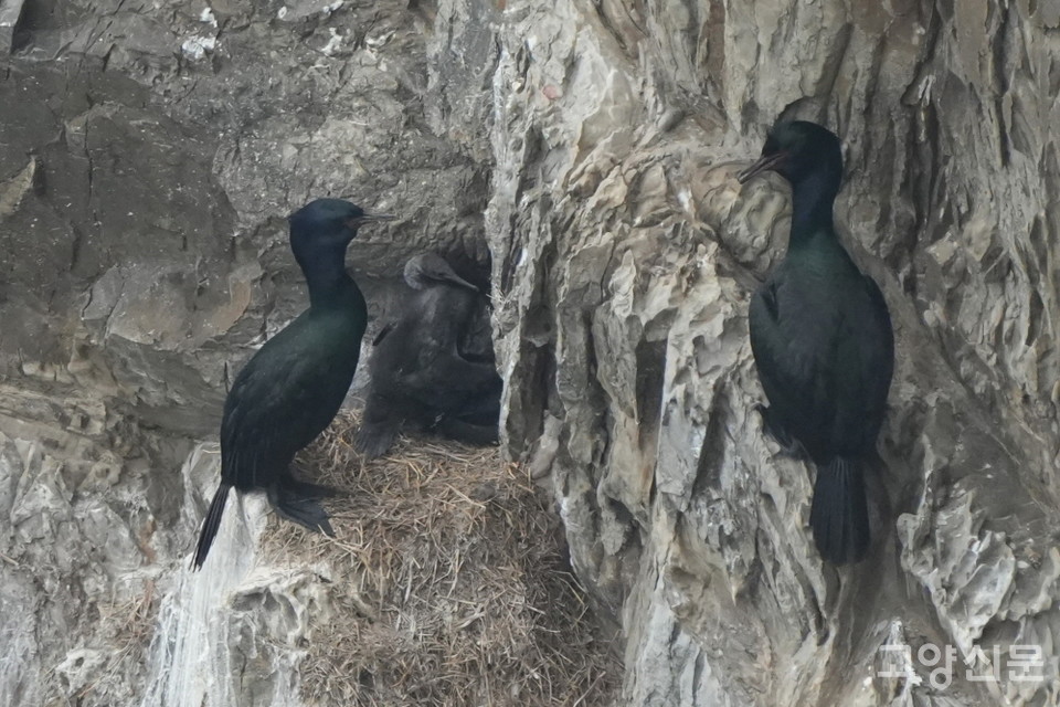 괭이갈매기 틈새에서 자리를 잡고 새끼를 돌보고 있는 쇠가마우지 한 쌍. [사진=박경만]
